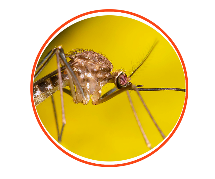 UF/IFAS  Mosquito Beacons Program