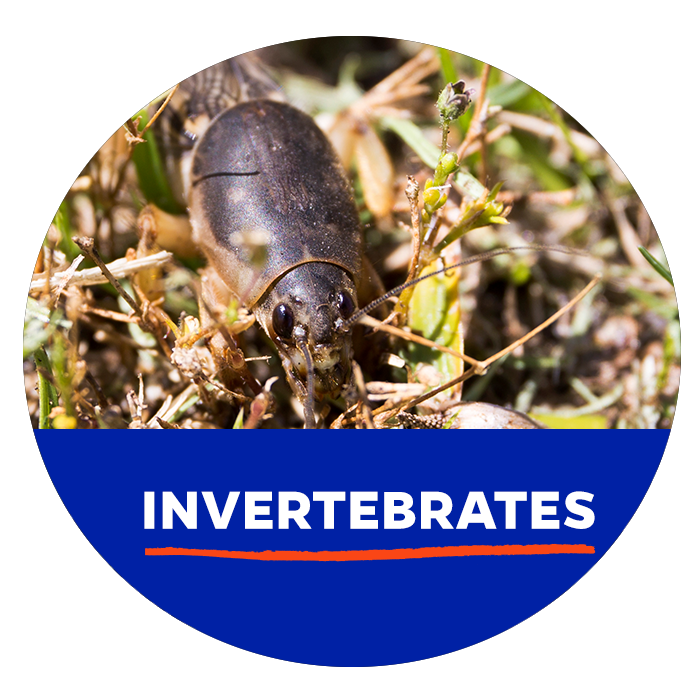 A mole cricket in the grass. Button - Search Invasive Vertebrates