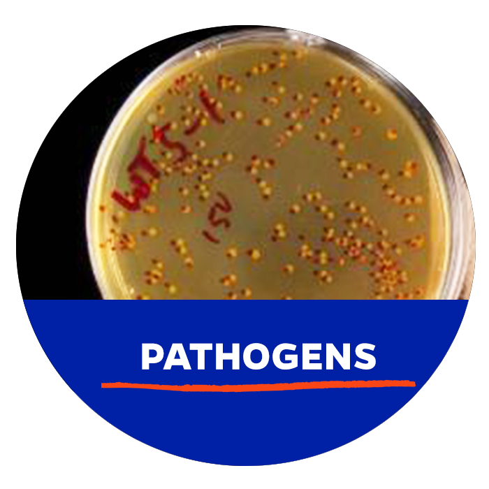 Invasive Pathogens. Button - Search Invasive Pathogens