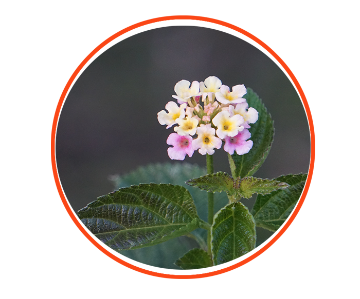 Invasive Plant-Lantana