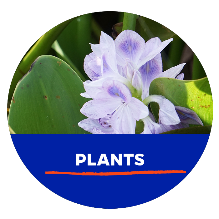 Invasive Plants- Button - Button - Search Invasive Plants
