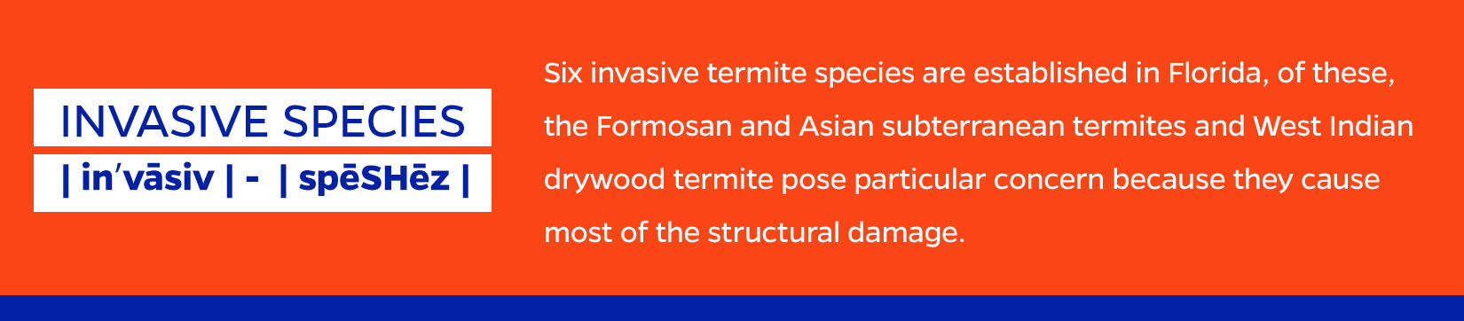 FAST FACT:  Six invasive termite species are established in Florida, and among these, the Formosan subterranean termite, the Asian subterranean termite and the West Indian drywood termite pose particular concern for residents and the pest-control industry because they cause most of the structural damage.  Asian and Formosan termites have the ability to mate and potentially create a new, hybrid spe