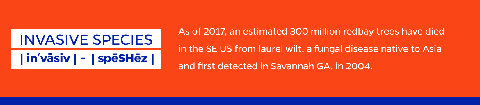 FAST FACT: As of 2017, an estimated 300 million redbay trees have died in the SE US from laurel wilt, a fungal disease native to Asia and first detected in Savannah GA, in 2004