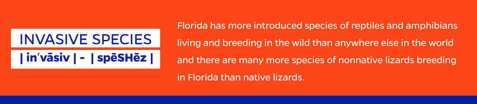 FAST FACTS: Florida has more introduced species of reptiles and amphibians living and breeding in the wild than anywhere else in the world and there are many more species of nonnative lizards breeding in Florida than native lizards.